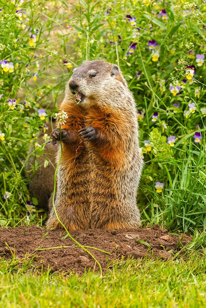 Minnesota-woodchuck eating-captive